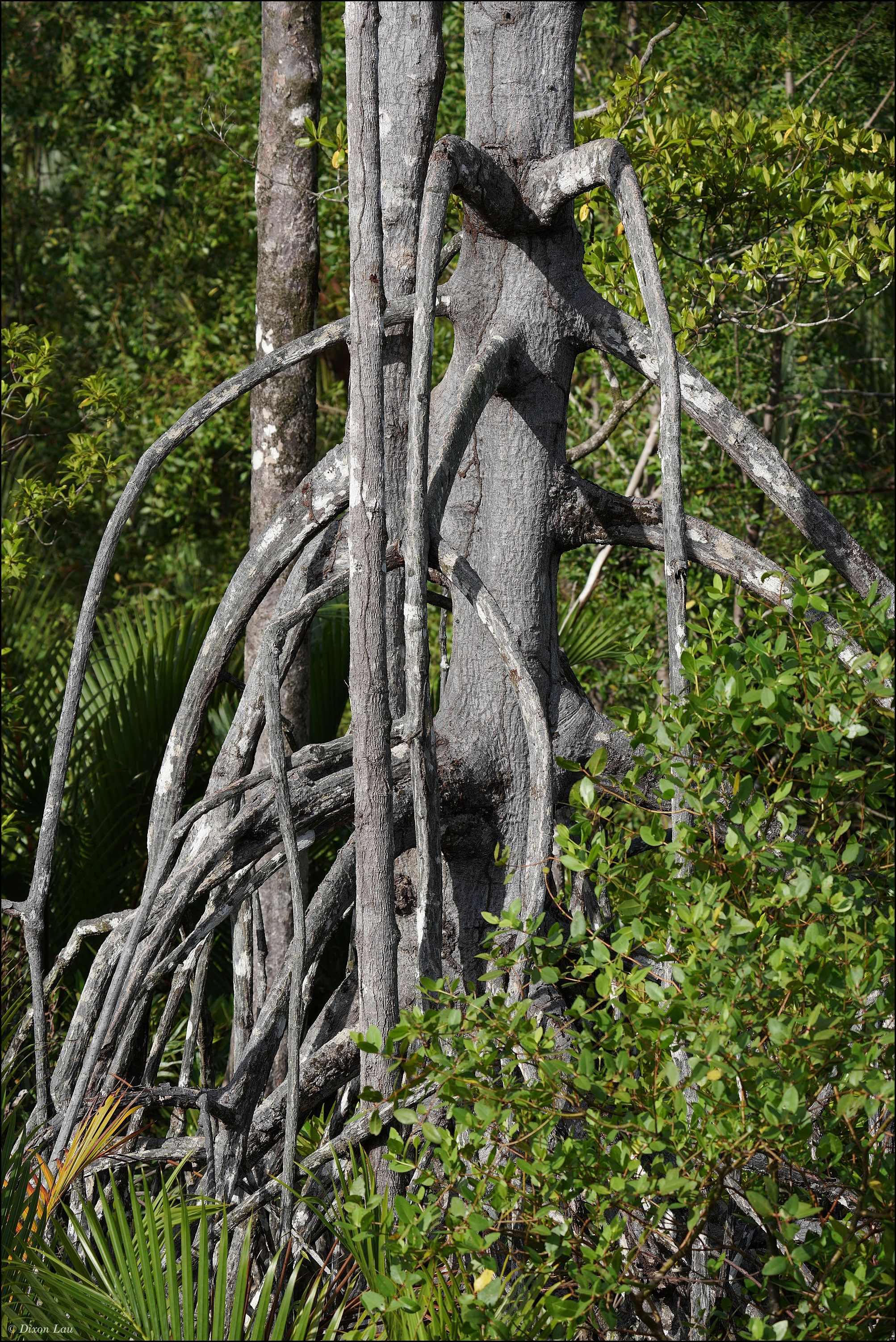 Figure 1B. Mature mangrove tree with prominent stilt and buttress roots.
